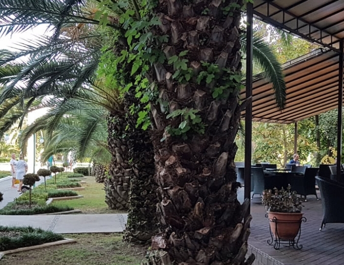 Лобби-бар - Санаторий «Самшитовая роща»